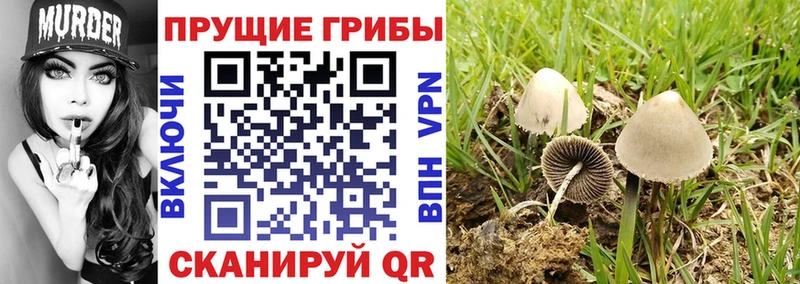 Галлюциногенные грибы Psilocybe  Голицыно 